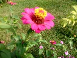 Image of ELEGANT ZINNIA