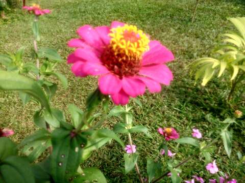 Imagem de Zinnia elegans Jacq.