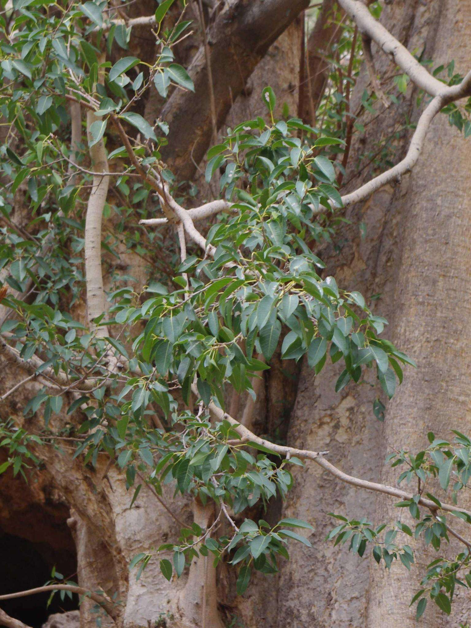 Image of Ficus cordata subsp. cordata