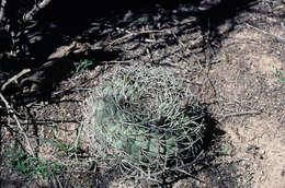 Image of Gymnocalycium pugionacanthum Backeb. ex H. Till