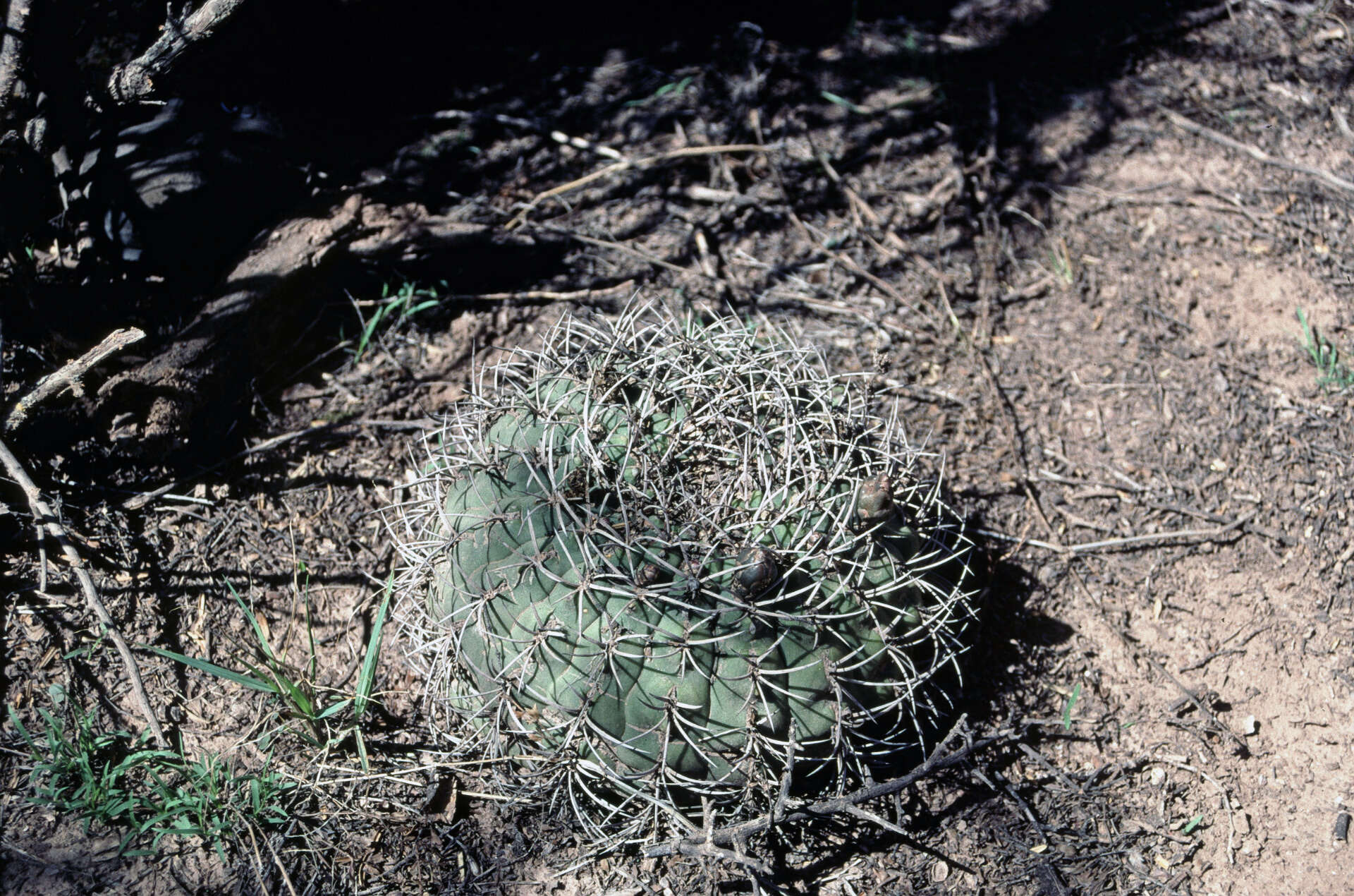 Image of Gymnocalycium pugionacanthum Backeb. ex H. Till