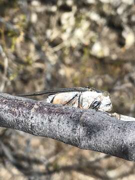 Image of Cacama moorei Sanborn & Heath 2011