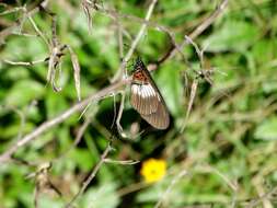 Image of Acraea aganice aganice