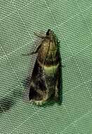 Image of Walnut Shoot Moth