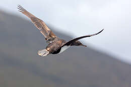 Image of Auckland Shag