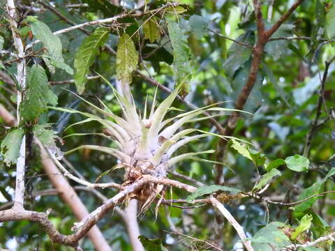 Imagem de Tillandsia adpressiflora Mez