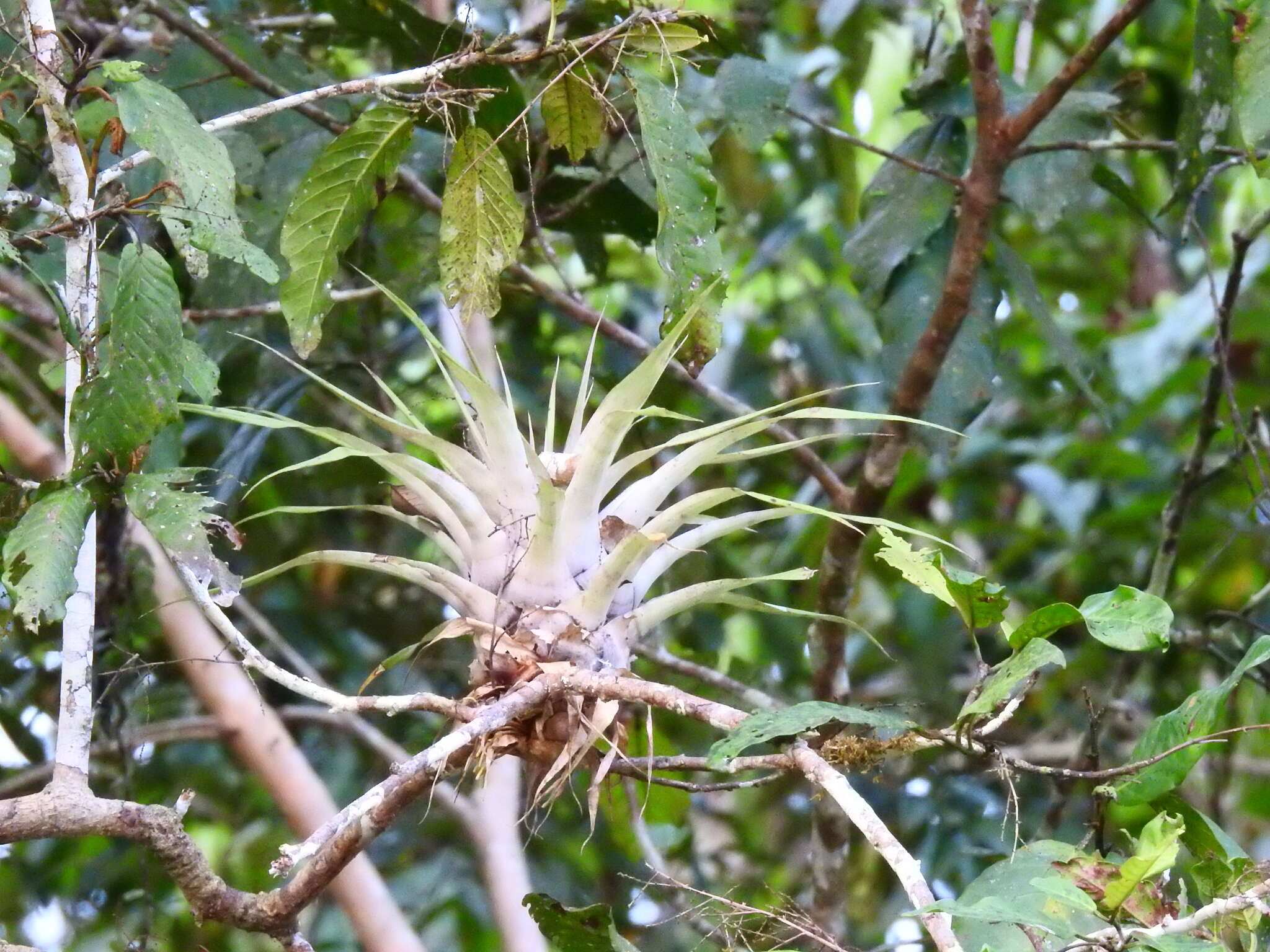 Image of Tillandsia adpressiflora Mez