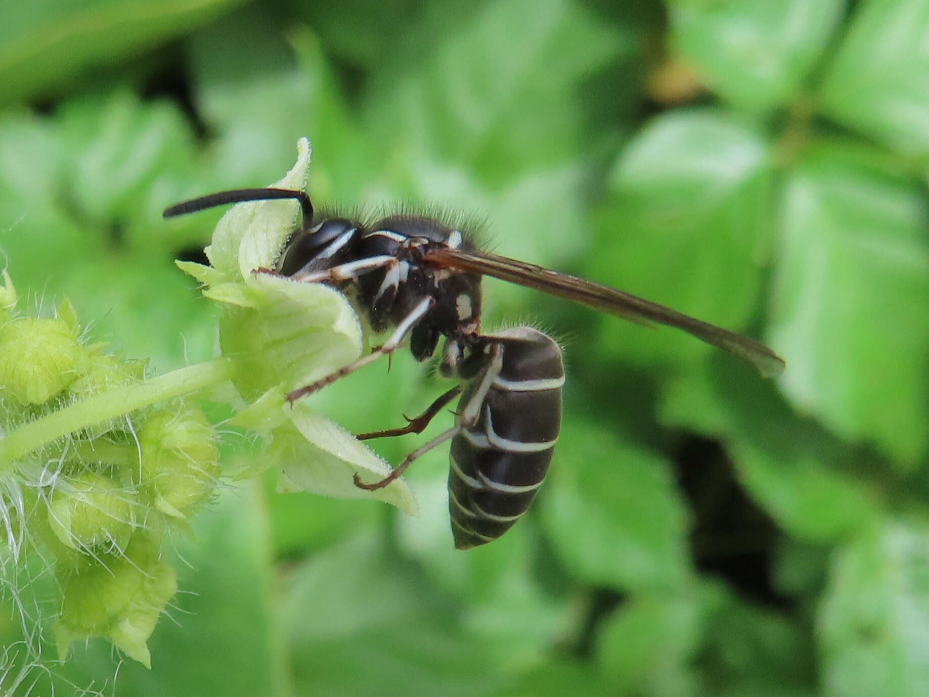 Image de Vespula shidai Ish., Yam. & Wagn. 1980