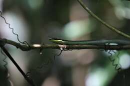 Image of Solomons treesnake