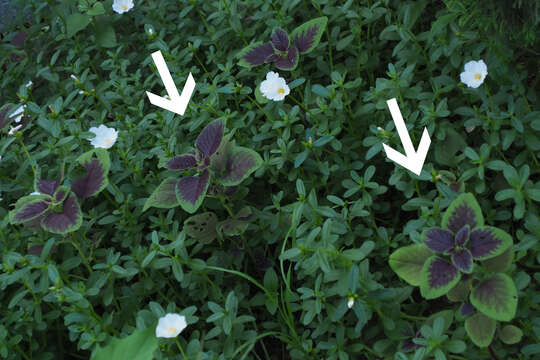 Plancia ëd Amaranthus tricolor L.