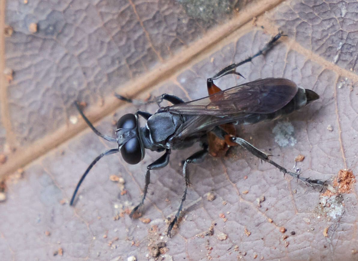 Image of Crabronid wasp