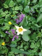 Image of water-lily tulip