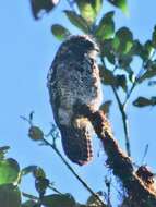 Image of Andean Potoo