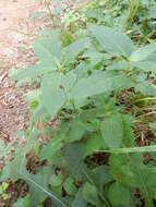 Image of limestone wild petunia