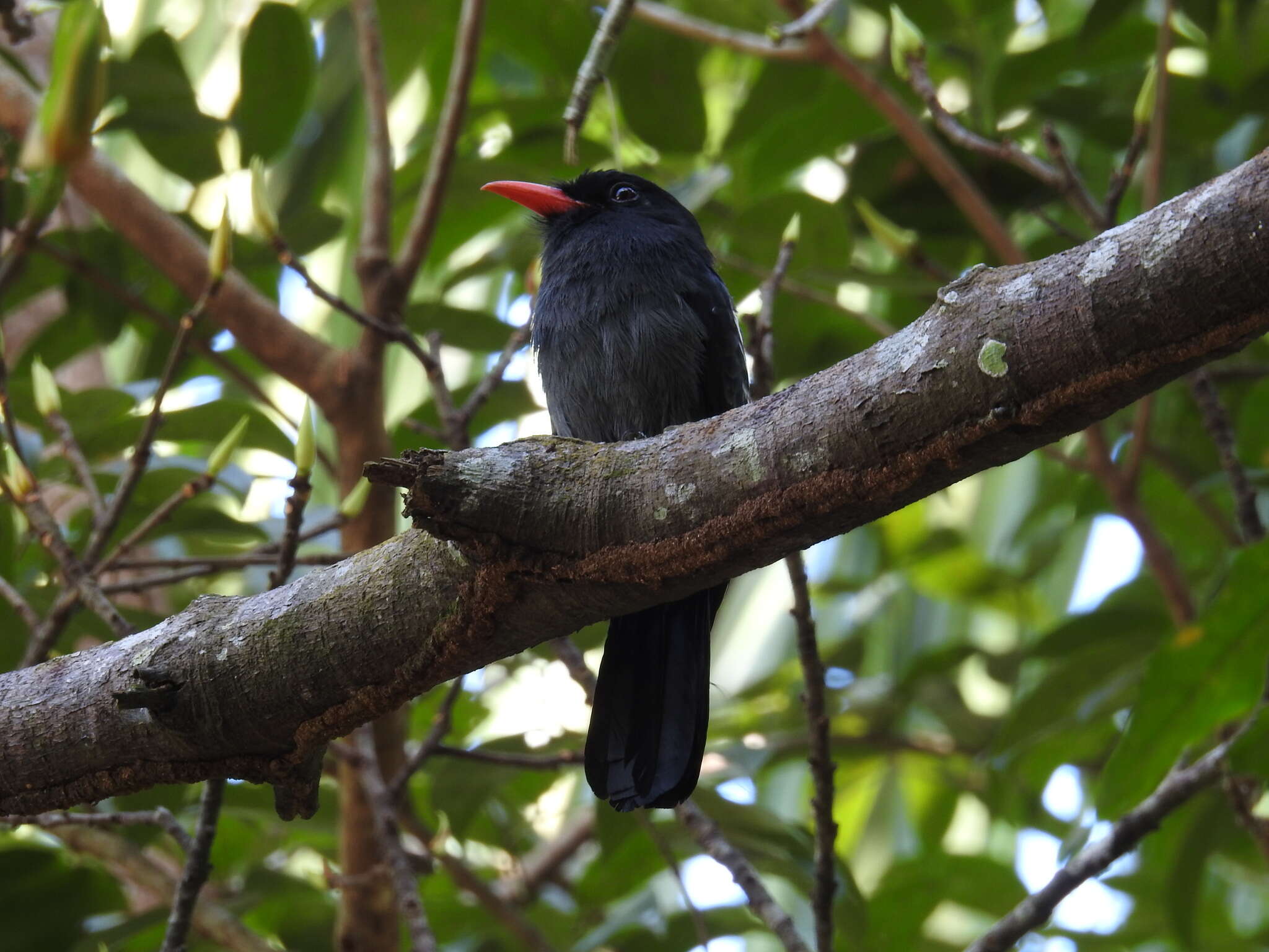 Image of Black Nunbird