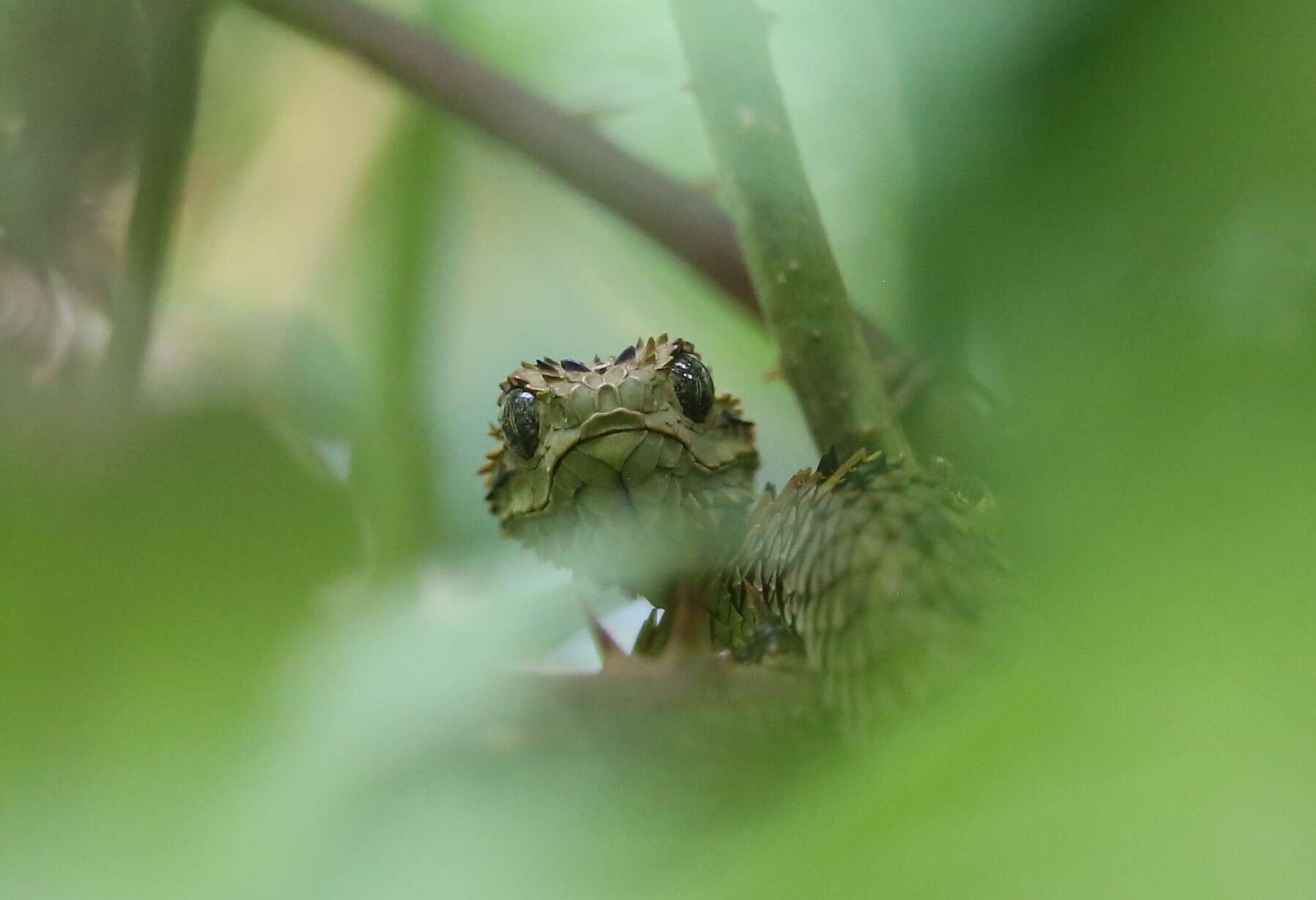 Green Bush Viper - Encyclopedia of Life