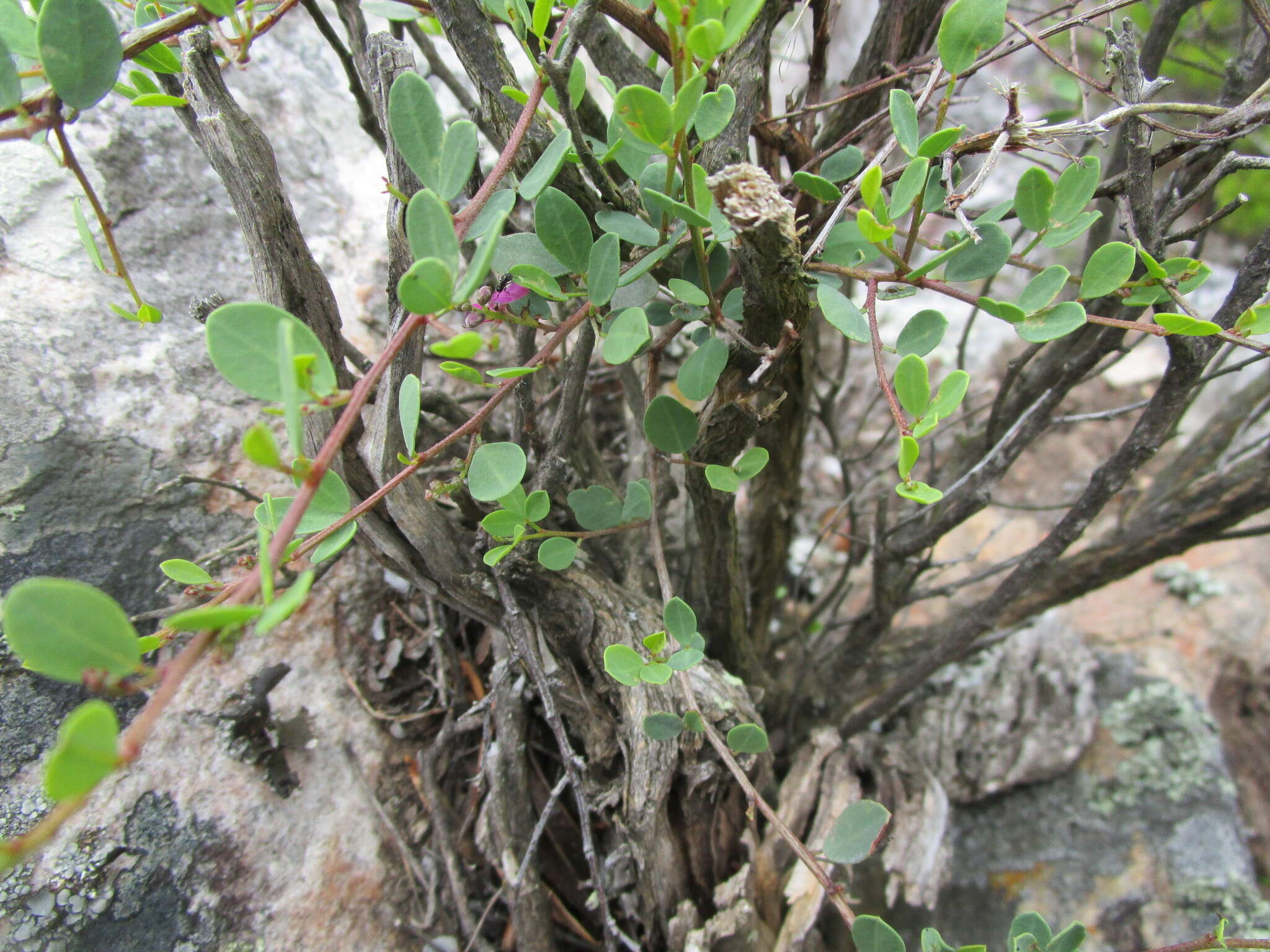 Image of Indigofera denudata Thunb.