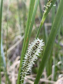 Image of water sedge