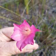 Imagem de Gladiolus meridionalis G. J. Lewis