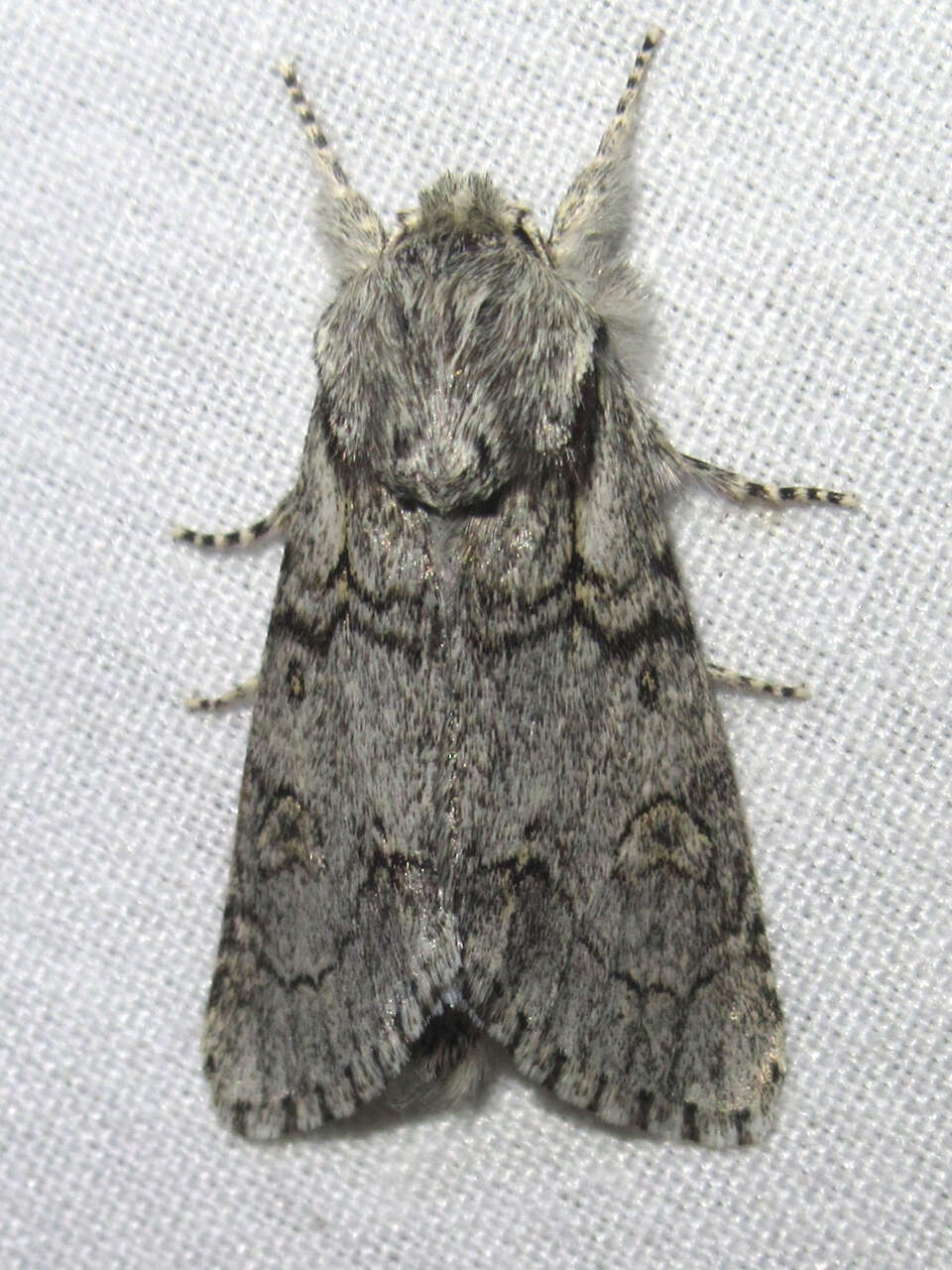 Acronicta tota Grote 1878 resmi