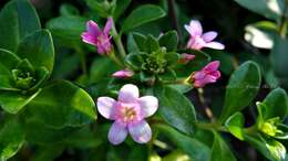 Lysimachia mauritiana Lam. resmi