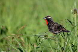 Image of White-browed Blackbird