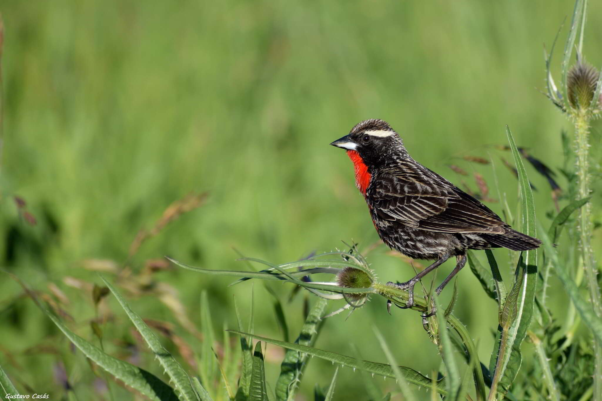 Image of White-browed Blackbird