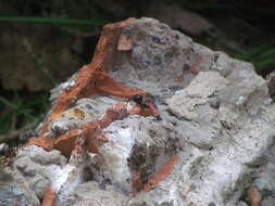 Image of Steatoda retorta González 1987