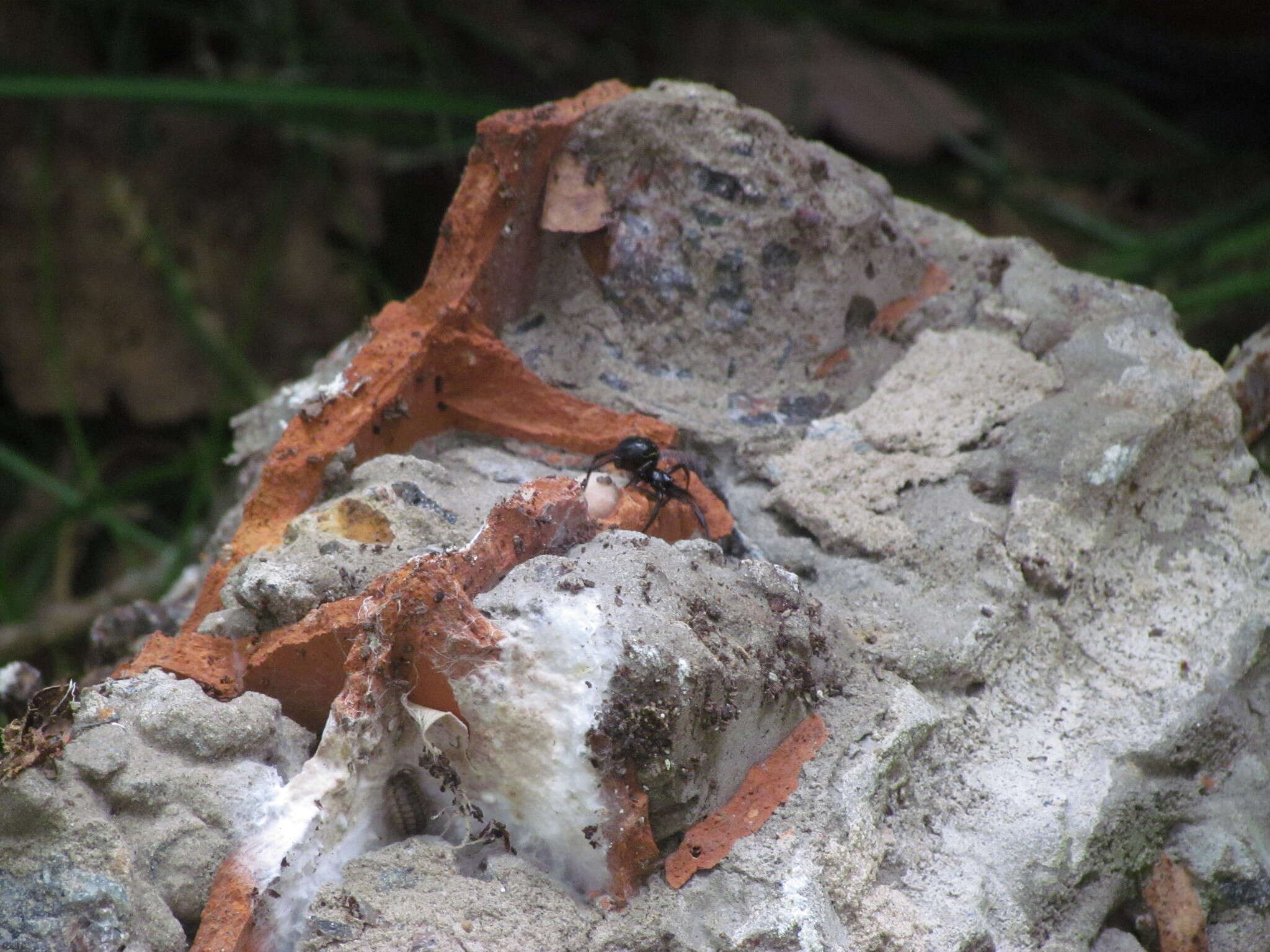 Image of Steatoda retorta González 1987