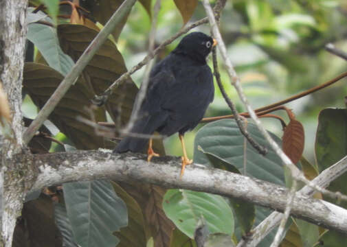 Image of Pale-eyed Thrush