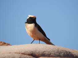 Image of Mourning Wheatear