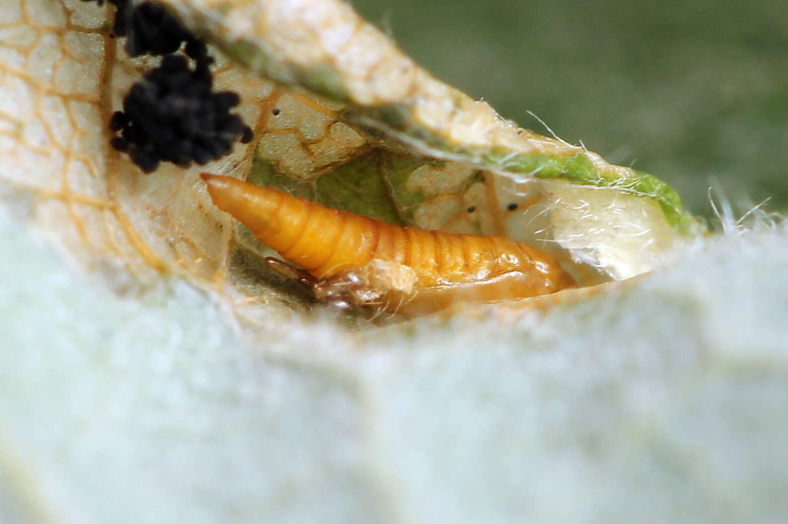 Image de Phyllonorycter dubitella (Herrich-Schäffer 1855)