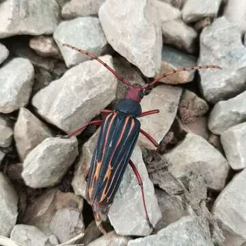 Image of Nepiodes costipennis (White 1853)