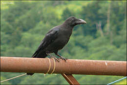 Image of Corvus macrorhynchos japonensis Bonaparte 1850