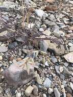 Image of Minthorn's milkvetch