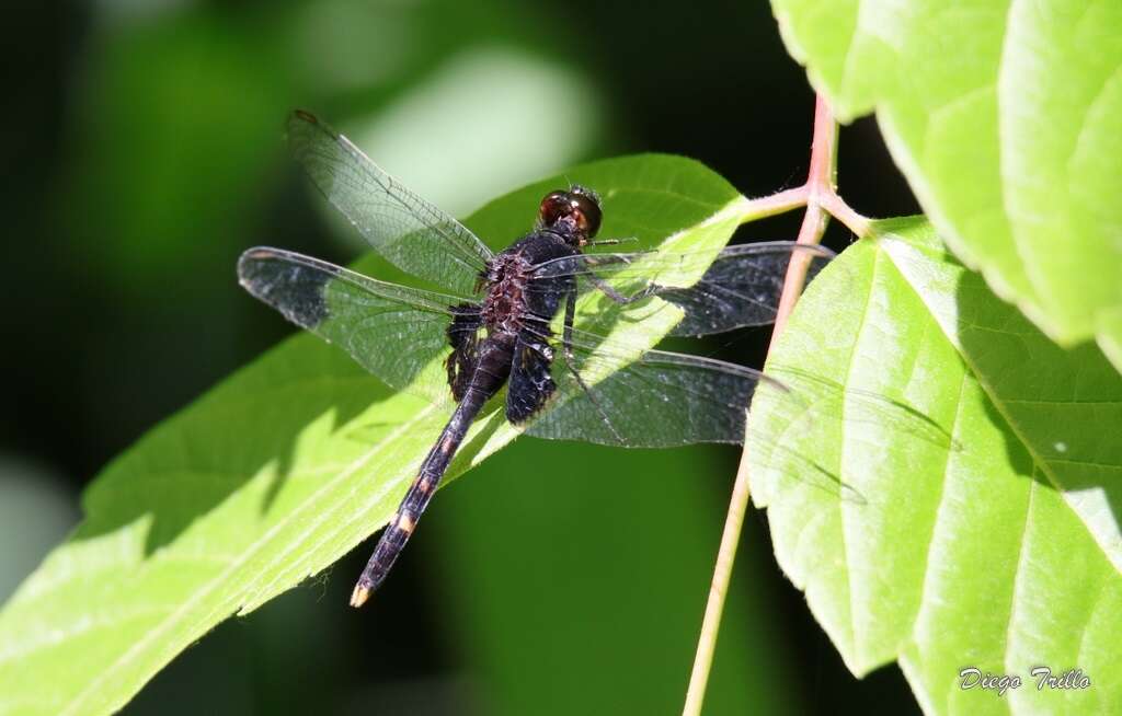 Image of Black Pondhawk