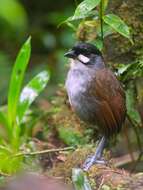 Image of Jocotoco Antpitta