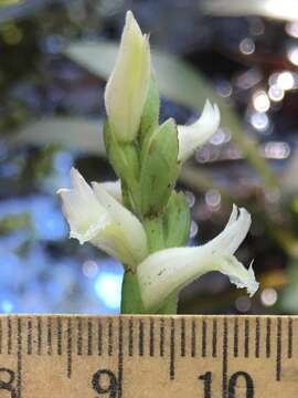 Image of Marsh lady's tresses