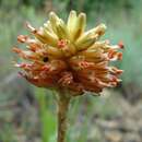 Image of Aloe modesta Reynolds