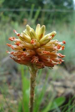 Image de Aloe modesta Reynolds