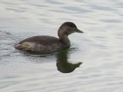 Image of Little Grebe