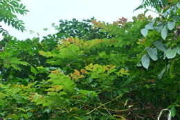 Image of Uncaria lanosa var. appendiculata (Benth.) Ridsdale