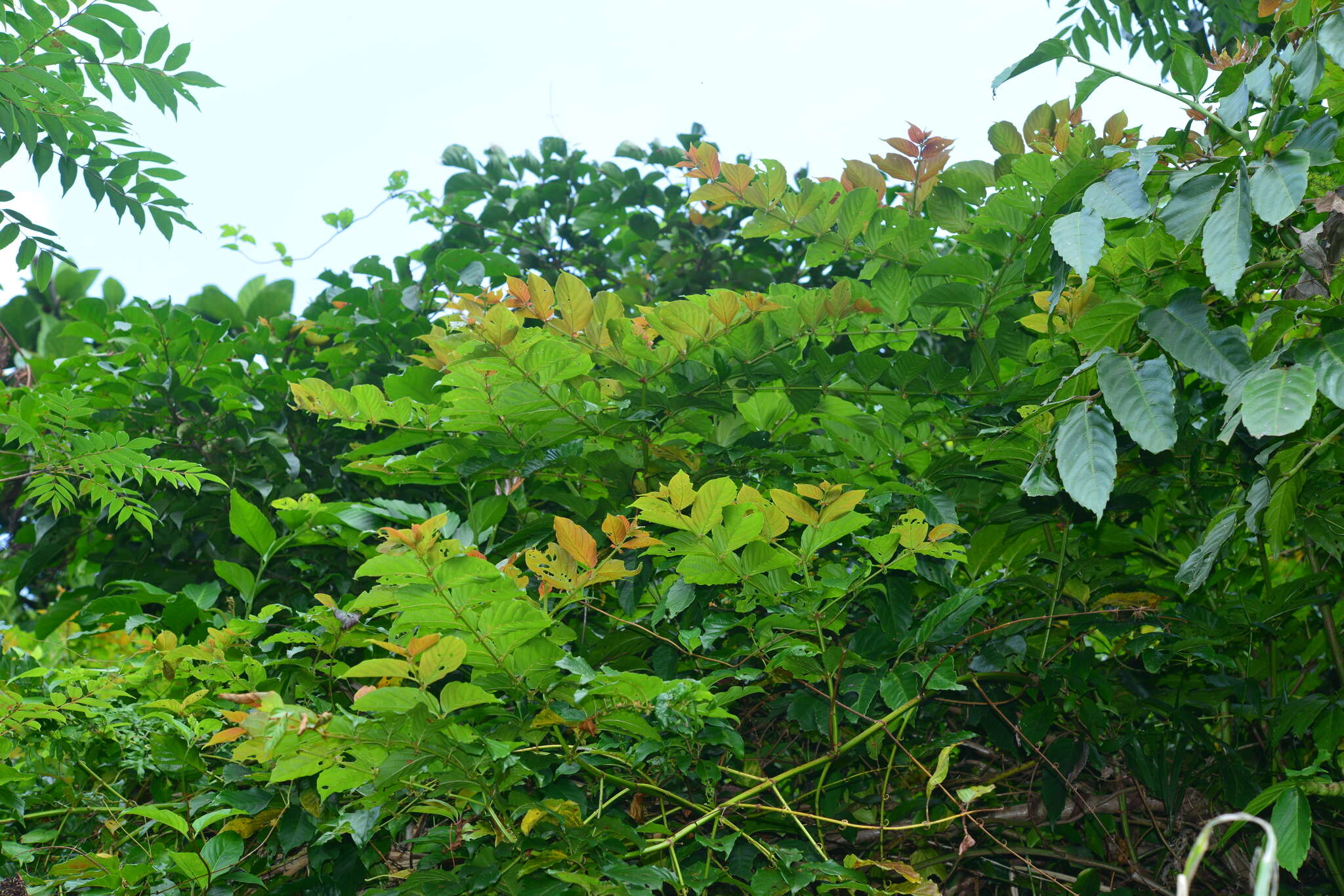 Imagem de Uncaria lanosa var. appendiculata (Benth.) Ridsdale