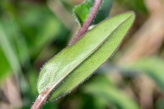 Image of Pulmonaria longifolia (Bast.) Boreau