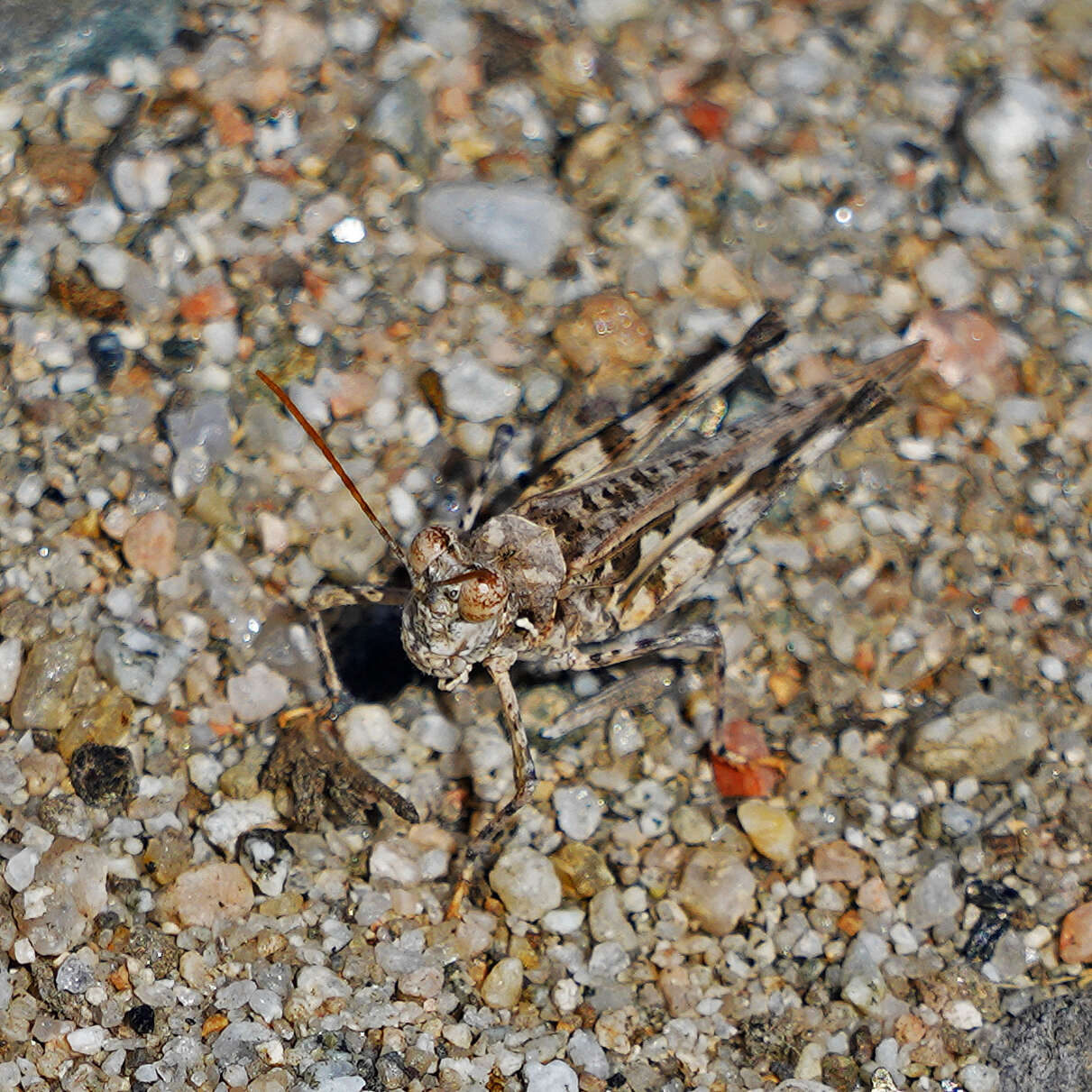 Image of Derotmema saussureanum Scudder & S. H. 1900