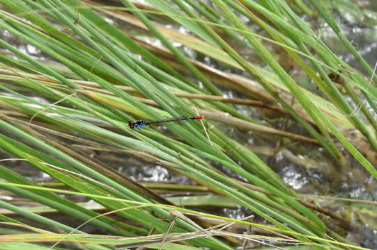 Image of Hesperagrion Calvert 1902