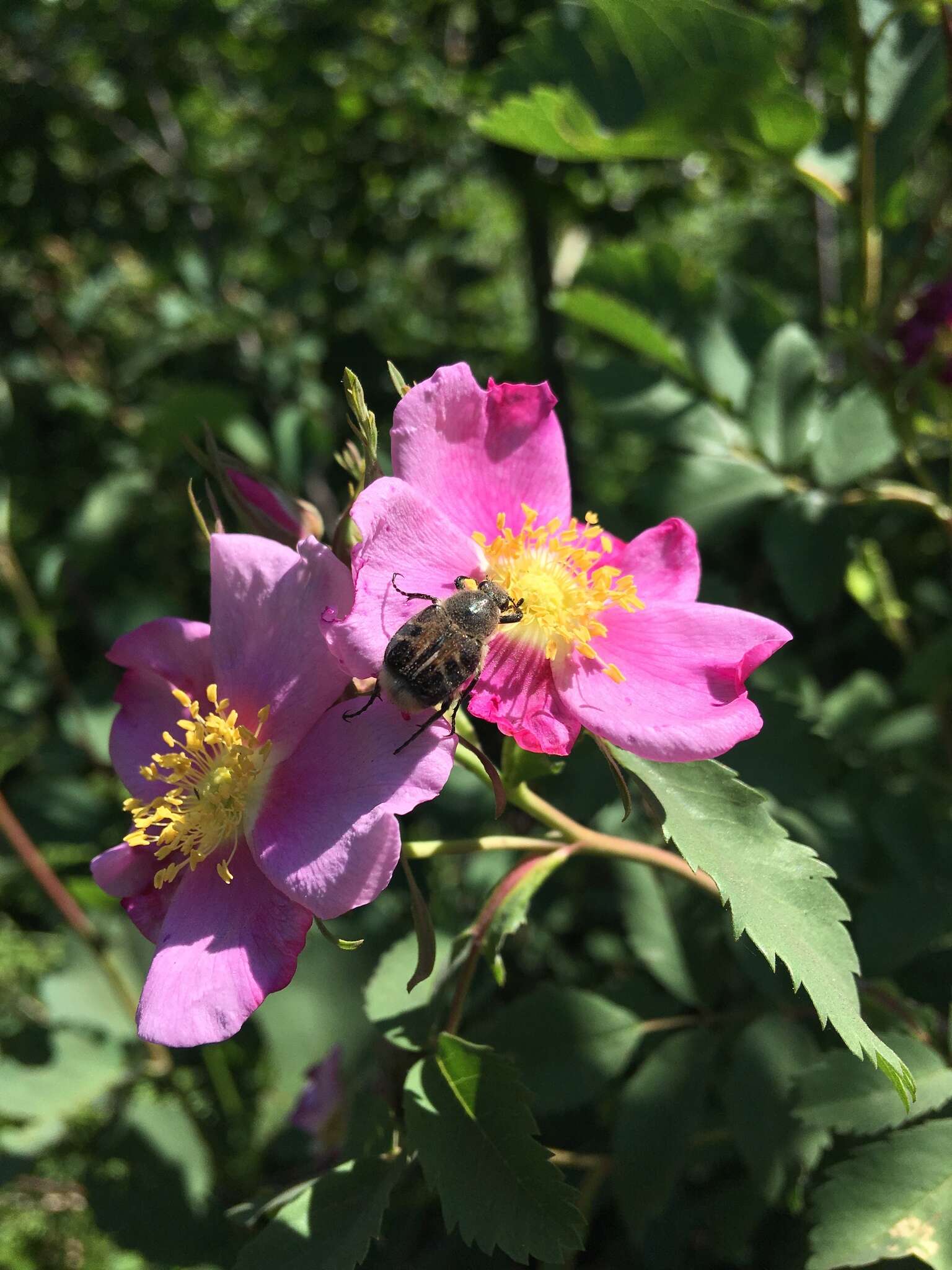 Image of Flower chafer