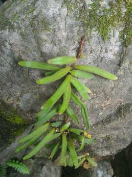 Image of Pyrrosia linearifolia (Hook.) Ching