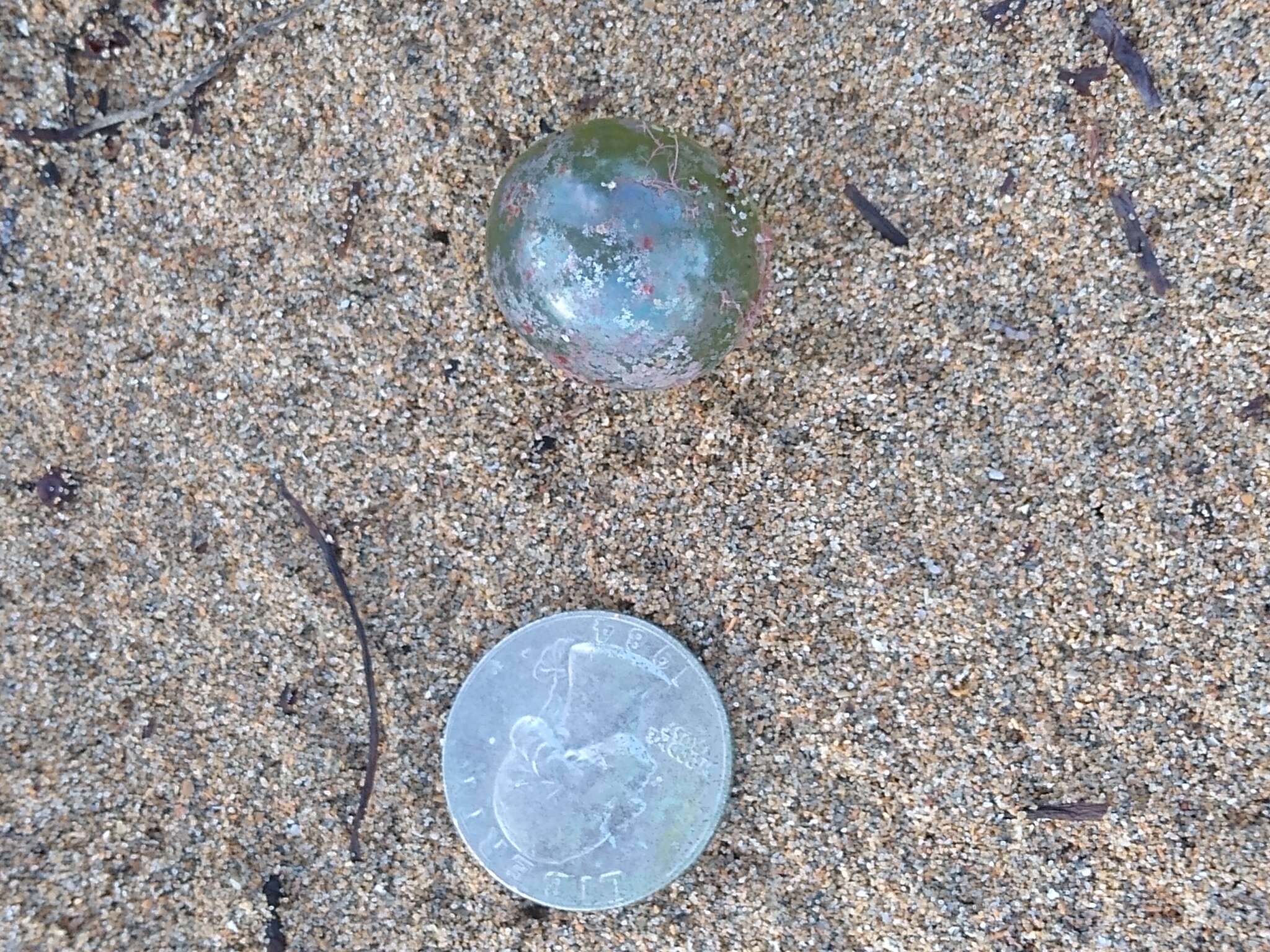 Image of Bubble algae