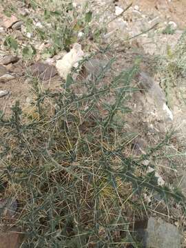 Image of Indian Globe Thistle